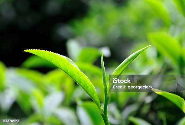 Tea Leaf Close Up Stock Photo - Download Image Now - Tea Crop, Agricultural Field, Agriculture