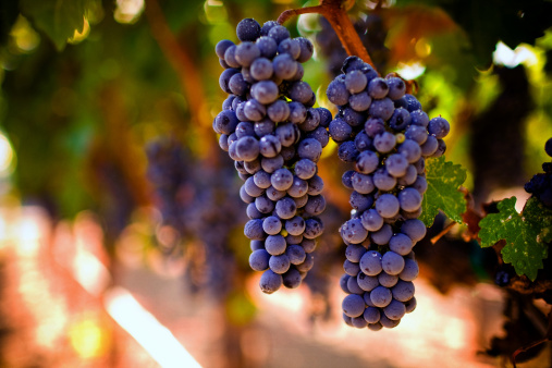 ripe cabernet grapes ready for harvest