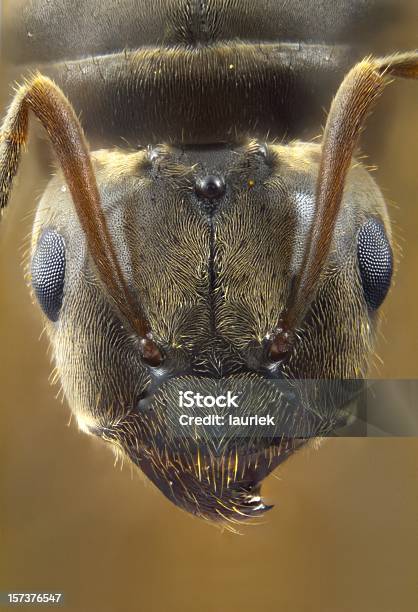 Foto de Voando Lasius Ant Retrato Queensize e mais fotos de stock de Formiga - Formiga, Voar, Formiga-rainha