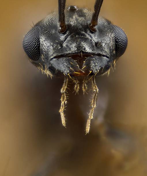 Male Lasius flying ant portrait  compound eye photos stock pictures, royalty-free photos & images