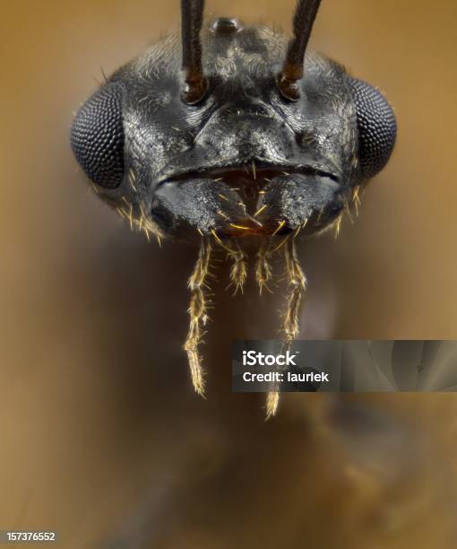 Retrato Masculino Lasius Formigavoadora - Fotografias de stock e mais imagens de Formiga - Formiga, Olho composto, Fotografia - Imagem