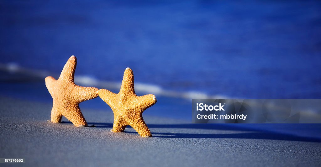 Szczęśliwy starfish Para - Zbiór zdjęć royalty-free (Bez ludzi)