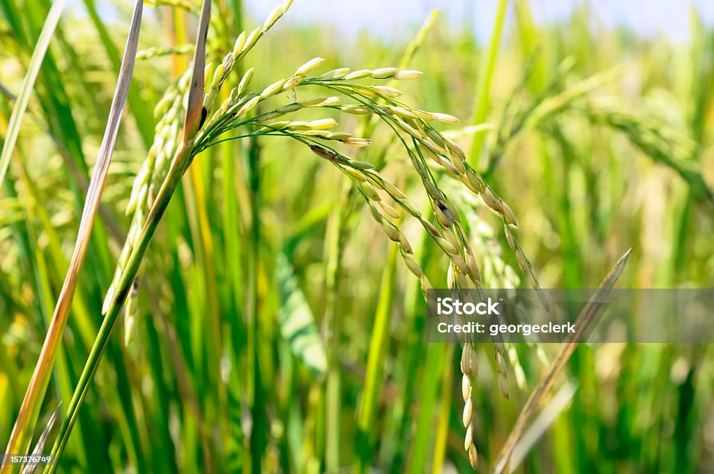 Culture pour la récolte du riz - Photo de Riz - Aliment de base libre de droits