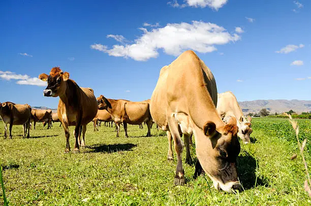 Jersey Cows Grazing in the Marlborough region of New Zealand.