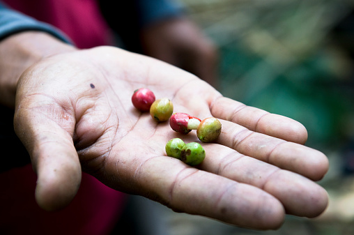 Holding coffee beans, freshly picked from the plant.