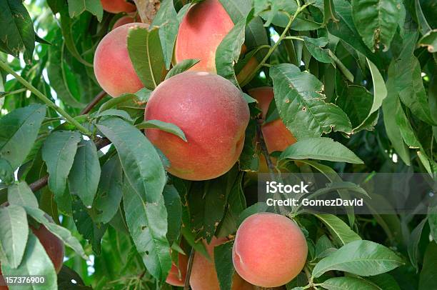 Nahaufnahme Von Ripening Nektarinen Auf Baum Stockfoto und mehr Bilder von Baum - Baum, Nektarine, Pfirsichbaum