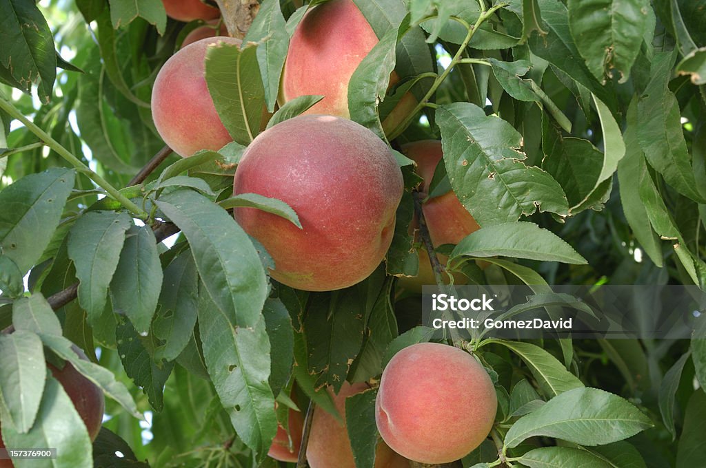 Close-up of a Tree Ripening Pelones - Foto de stock de Nectarina libre de derechos