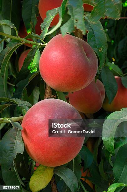 Closeup Di Maturazione Nectarines Sullalbero - Fotografie stock e altre immagini di Pescanoce - Pescanoce, Pianta coltivata, Acerbo