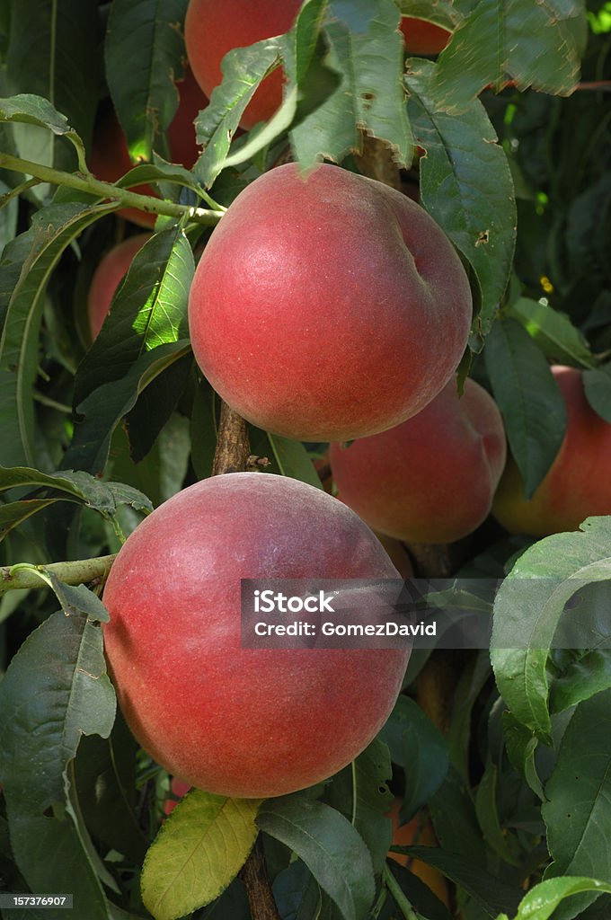 Close-up de maturação Nectarines na árvore - Foto de stock de Cultivado royalty-free