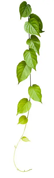 Photo of Creeper plant, isolated on white, clipping path included.