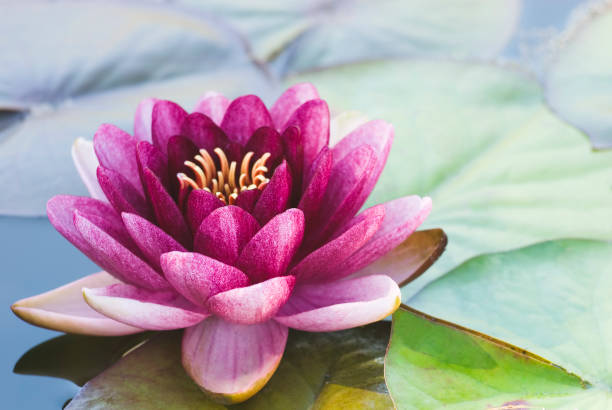 Hardy Waterlily 'Almost Black' - I