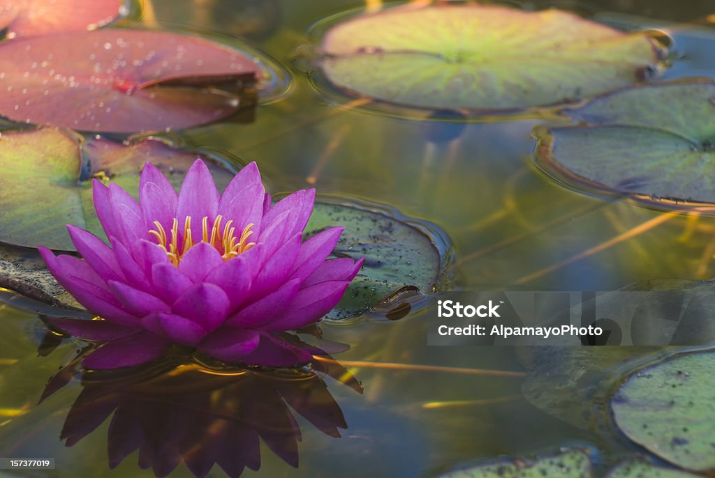 Hardy Waterlily-je - Photo de Lotus - Nénuphar libre de droits