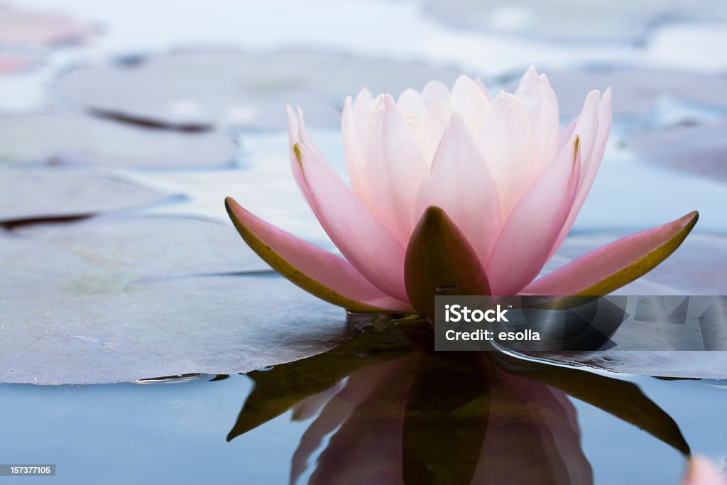 water lily flower - Foto de stock de Nenúfar libre de derechos