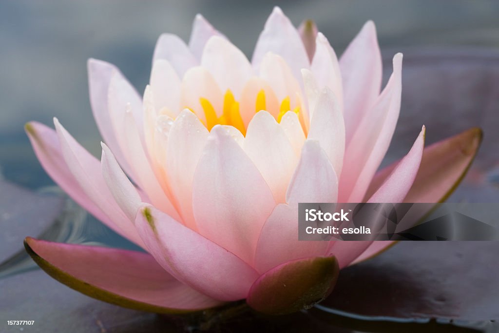 Kwiat Lilia wodna - Zbiór zdjęć royalty-free (Bez ludzi)