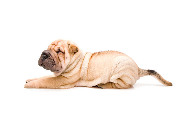 shar pei shar pei on the white background
[url=file_closeup.php?id=6964031][img]file_thumbview_approve.php?size=1&id=6964031[/img][/url] [url=file_closeup.php?id=6964021][img]file_thumbview_approve.php?size=1&id=6964021[/img][/url] [url=file_closeup.php?id=6964004][img]file_thumbview_approve.php?size=1&id=6964004[/img][/url] [url=file_closeup.php?id=6963982][img]file_thumbview_approve.php?size=1&id=6963982[/img][/url] [url=file_closeup.php?id=6963971][img]file_thumbview_approve.php?size=1&id=6963971[/img][/url] [url=file_closeup.php?id=6963938][img]file_thumbview_approve.php?size=1&id=6963938[/img][/url] [url=file_closeup.php?id=6963904][img]file_thumbview_approve.php?size=1&id=6963904[/img][/url] [url=file_closeup.php?id=6963879][img]file_thumbview_approve.php?size=1&id=6963879[/img][/url] [url=file_closeup.php?id=6963852][img]file_thumbview_approve.php?size=1&id=6963852[/img][/url] [url=file_closeup.php?id=6963832][img]file_thumbview_approve.php?size=1&id=6963832[/img][/url] [url=file_closeup.php?id=6963806][img]file_thumbview_approve.php?size=1&id=6963806[/img][/url] [url=file_closeup.php?id=6963784][img]file_thumbview_approve.php?size=1&id=6963784[/img][/url] [url=file_closeup.php?id=6963756][img]file_thumbview_approve.php?size=1&id=6963756[/img][/url] [url=file_closeup.php?id=6963733][img]file_thumbview_approve.php?size=1&id=6963733[/img][/url] mini shar pei puppies stock pictures, royalty-free photos & images