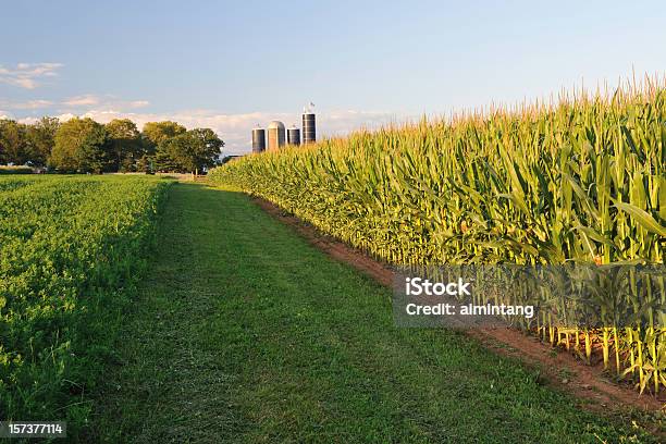 Farm At Sunset Foto de stock y más banco de imágenes de Maíz - Zea - Maíz - Zea, Campo - Tierra cultivada, Puesta de sol