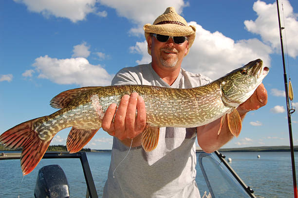 istock Fisherman with Northern Pike 157377115