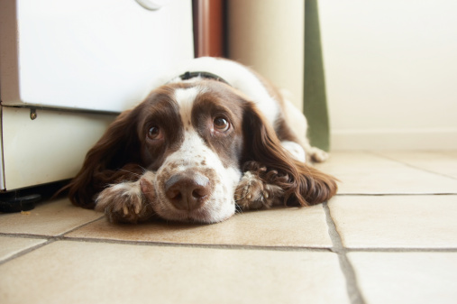 English springer spaniel lying flat on a tiled kitchen floor
