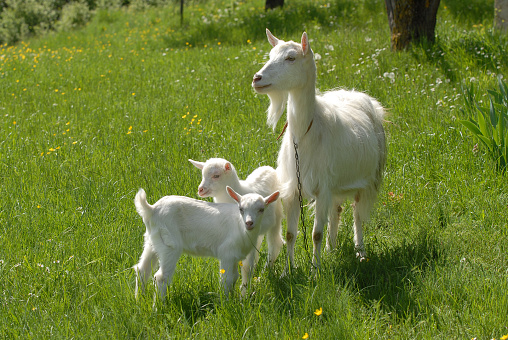 Three  goats
