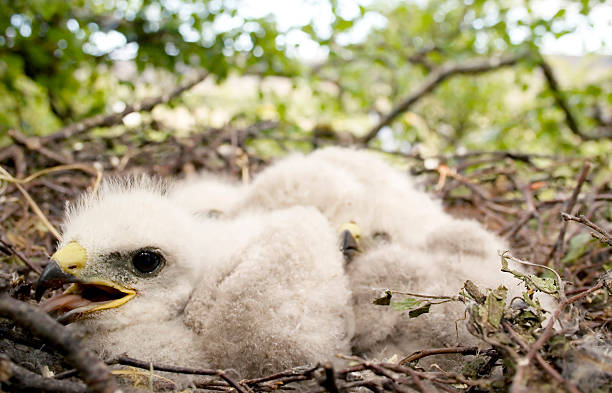 Golden eagle chicks stock photo