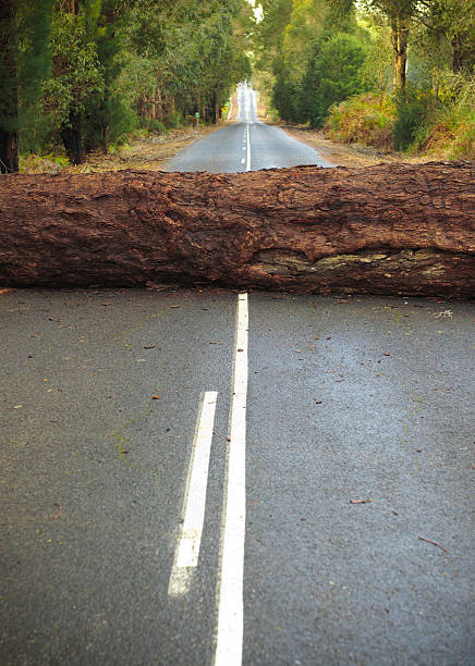 árvore bloqueando a estrada - problems adversity conquering adversity roadblock imagens e fotografias de stock