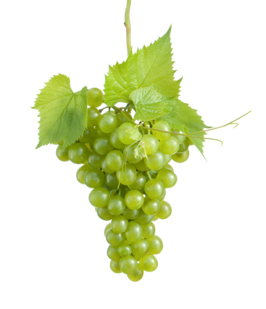 Green grapes banner. Bunches of green grapes with leaves isolated on white background. copy space.Summer berries and fruits banner. Winemaking. Organic bio berries and fruits