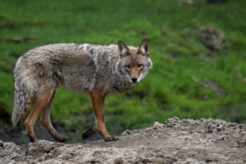 Andean fox, lycalopex culpaeus, also known as culpeo, zorro culpeo or andean wolf. Near Paso Sico, Atacama desert, Chile