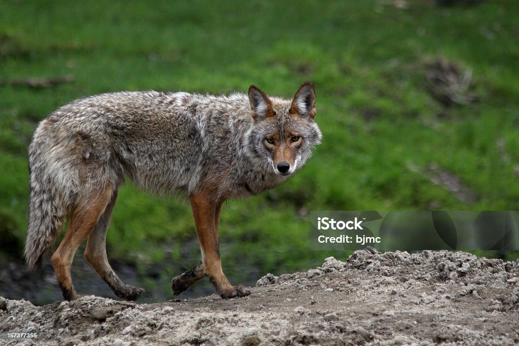 Coyote Posing in spring  Coyote Stock Photo