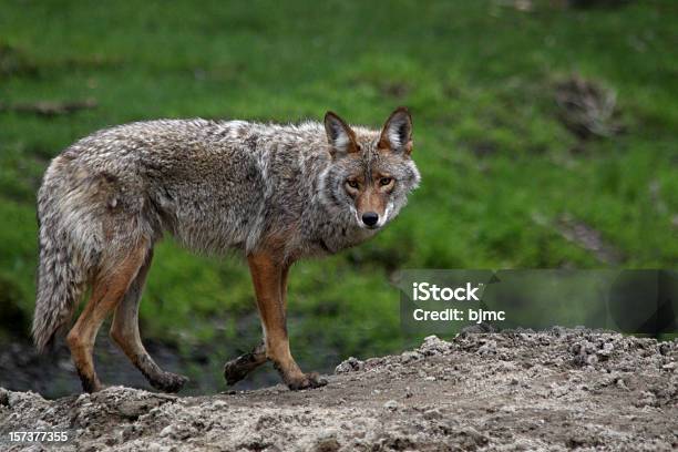 Coyote Posing In Spring Stock Photo - Download Image Now - Coyote, Animals In The Wild, Alertness