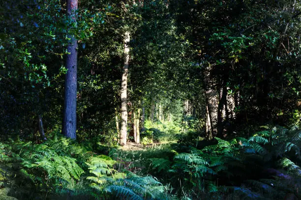 Came across this forest pathway that was illuminated by the sunrise.