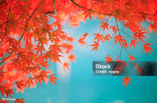 Jesień Liście Pomarańczowy Przed Zielone Jezioro - zdjęcia stockowe i więcej obrazów Bez ludzi - Bez ludzi, Drzewo, Dzień