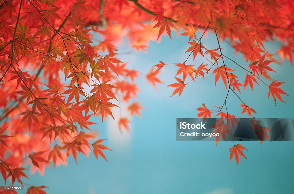 Outono folhas laranja contra Lago Verde - Royalty-free Ao Ar Livre Foto de stock