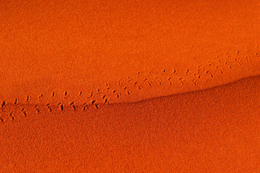Huellas en el desierto Sands photo