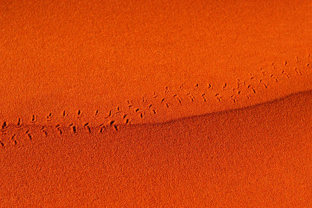impronte nella sabbia del deserto - outback foto e immagini stock