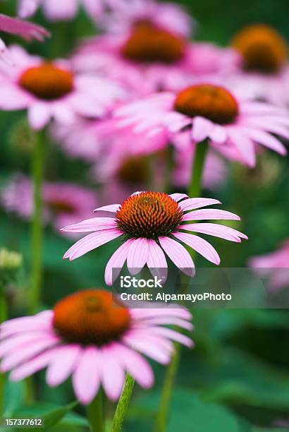 Foto de Echinacea Purpureamerlot Vii e mais fotos de stock de Beleza natural - Natureza - Beleza natural - Natureza, Canteiro de Flores, Colorido