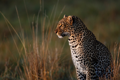 Africa wildlife. Leopard, Panthera pardus shortidgei, hidden head portrait in the nice orange grass, big wild cat in the nature habitat, sunny day on the savannah, Khwai Botswana. Wildlife nature.