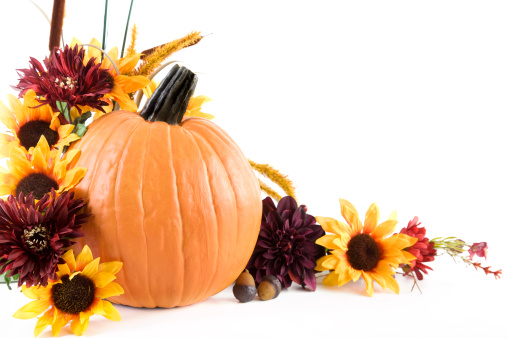 One large pumpkin set amongst autumn sild flowers and leaves on a white  background; soft shadow beneath foliage; copy space 