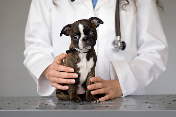 aidez-moi, je suis un malade chiot&nbsp;! - vet dog puppy illness photos et images de collection
