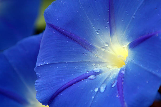 Morning glory, Ipomoea tricolor 'Heavenly Blue'
