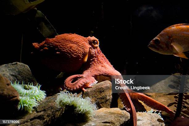 Foto de Polvo Debaixo Dágua e mais fotos de stock de Animal - Animal, Animal selvagem, Cefalópode