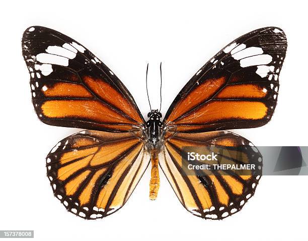 Common Tiger Butterfly Stockfoto und mehr Bilder von Schmetterling - Schmetterling, Freisteller – Neutraler Hintergrund, Weißer Hintergrund