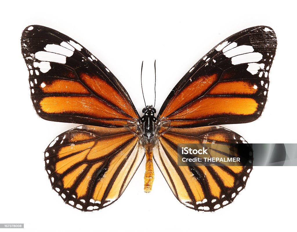 tiger butterfly común - Foto de stock de Mariposa - Lepidópteros libre de derechos