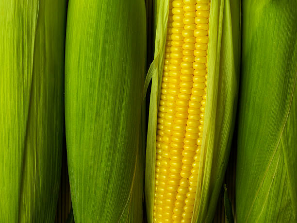 a corn peeled revealing its yellow cob - sweetcorn bildbanksfoton och bilder