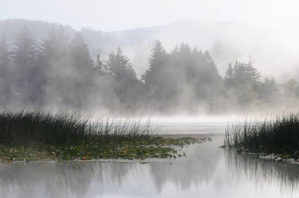 istock Misty Morning at Sutton Lake 157378218