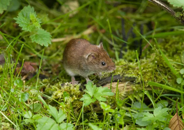 Bank Vole