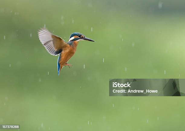 Guardarios - Fotografias de stock e mais imagens de Guarda-rios - Guarda-rios, Voar, Reino Unido