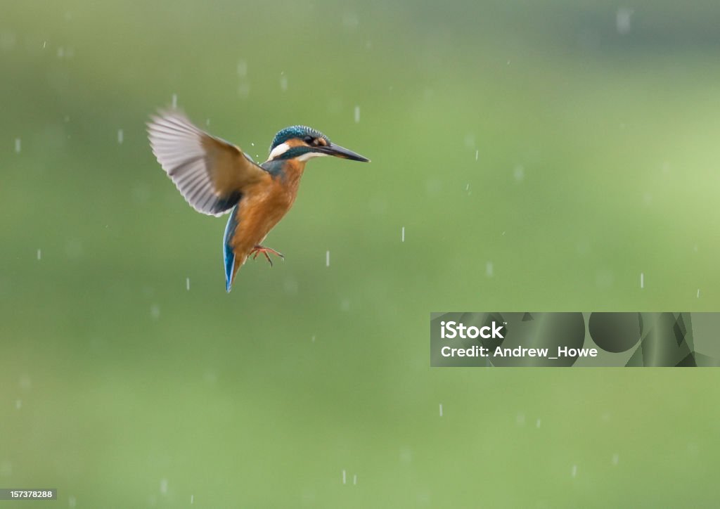 Kingfisher (Alcedo atthis) - Стоковые фото Зимородковые роялти-фри