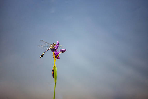 Free Stock Photo of Dragonfly on a small branch | Download Free Images ...