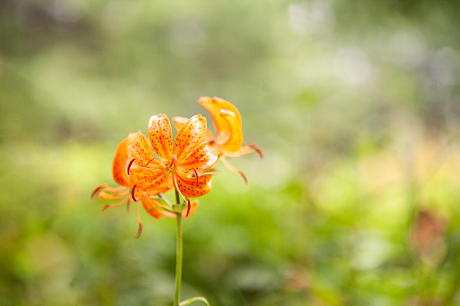 Orange yellow tiger lily isolated on white background