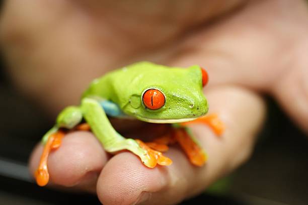 Red eyed frog in the palm of my hand Tiny agalychnis callidryas in my hand used as scale red amphibian frog animals in the wild stock pictures, royalty-free photos & images